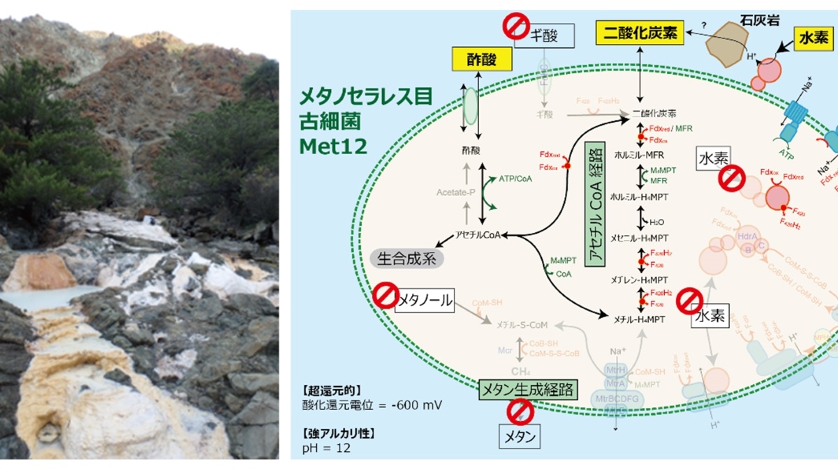 地下深部の極限的な環境に常識外れな古細菌を発見 －メタン生成古細菌がメタン生成能を失う適応進化－｜プレスリリース