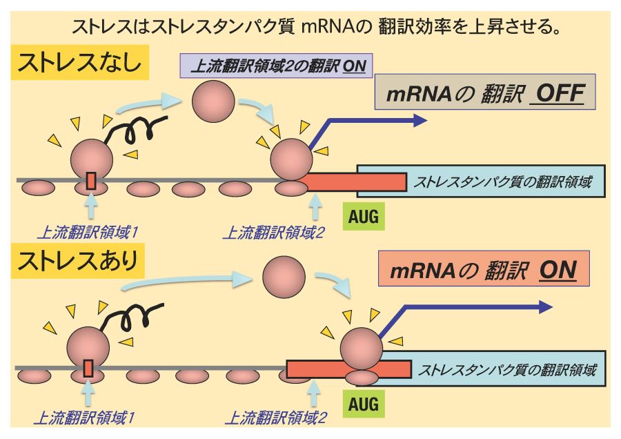 takahashi_mRNA_900.jpg