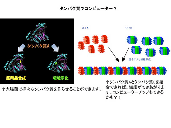 タンパク質でコンピューター？