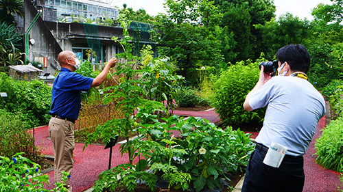 読売新聞 朝刊で本学薬用植物園が紹介されました