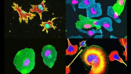 創薬・再生医療を目指した細胞接着分子の機能解明と応用