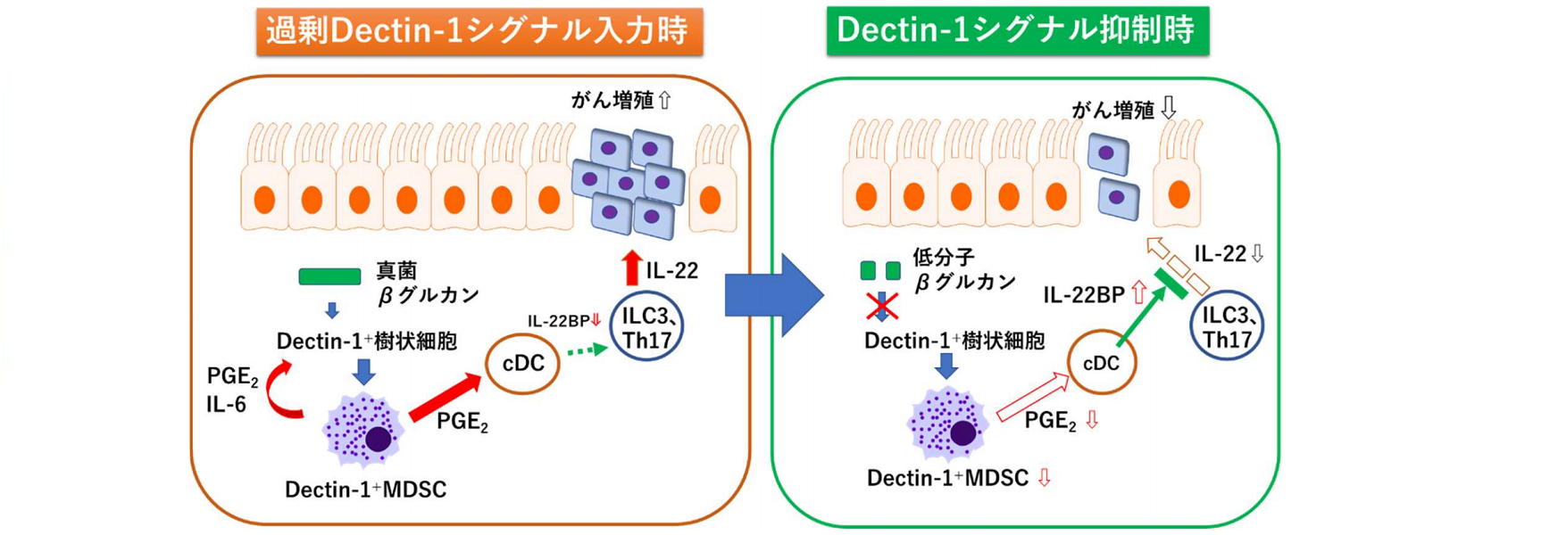 免疫学教室の安達禎之教授らの共著論文がNature Communications