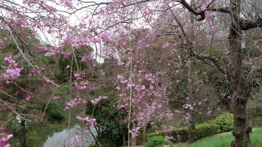 3月25日薬用植物園に新エリアがオープン