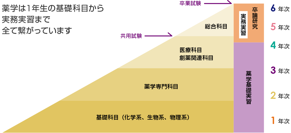 カリキュラム 教育活動 薬学部 大学院 薬学研究科 東京薬科大学