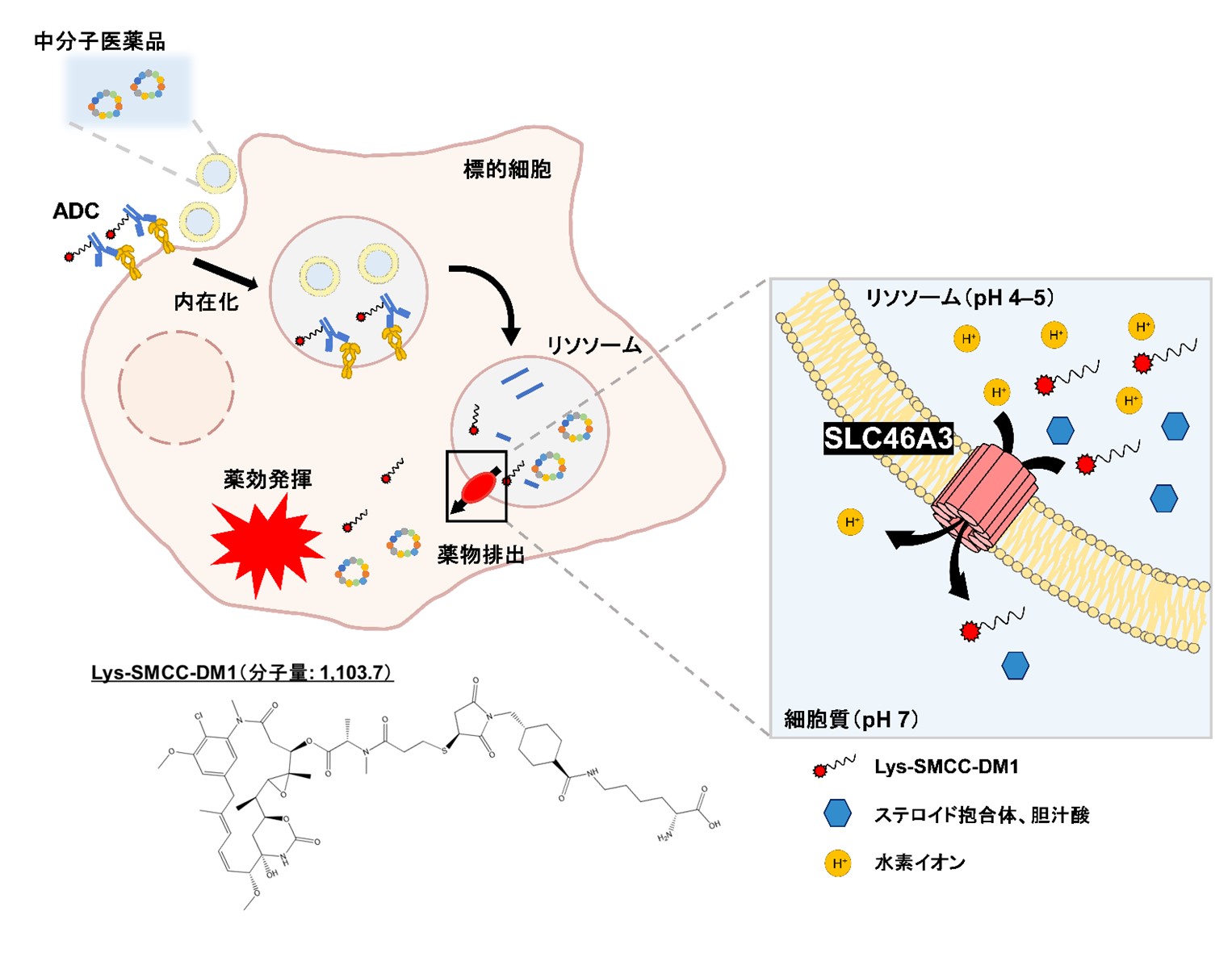 図１　リソソーム輸送体を利用した薬物送達の概念図と今回明らかとなったSLC46A3の分子機能.tif.jpg