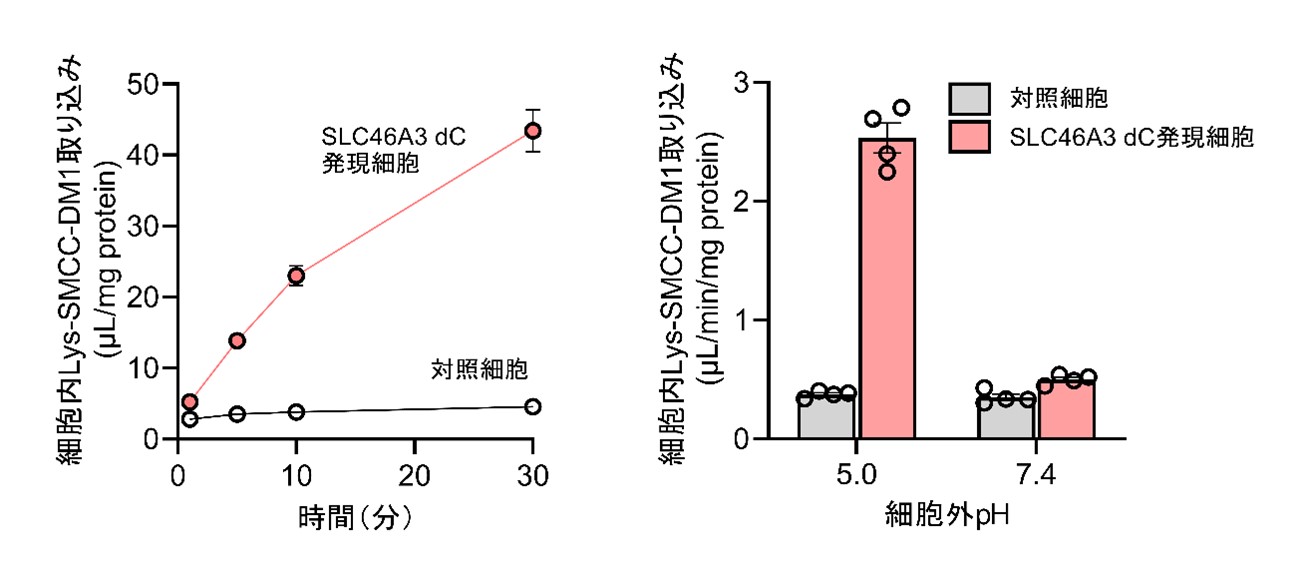 図2　SLC46A3によるLys-SMCC-DM1輸送活性.jpg