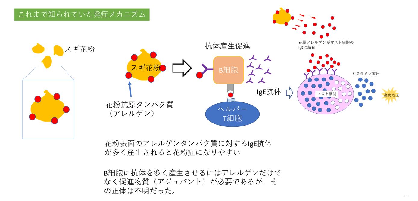 細胞 と は マスト