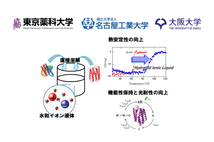 “水和イオン液体”で膜タンパク質の構造と機能を長期安定化――創薬・バイオデバイス開発に新たな道を切り拓く革新技術を発表|プレスリリース