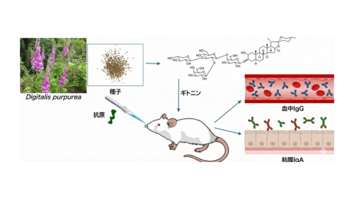 世界初、植物由来「スピロスタノール配糖体」に経鼻ワクチンの増強効果を発見 〜既存のサポニン系アジュバントとは異なる骨格で、炎症を伴わない高い安全性を実現〜｜プレスリリース