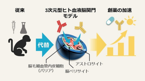 生体模倣システムによる脳移行性抗体の評価、サルとの相関を実証－“動物実験に頼らない次世代創薬”に向け、大きく前進－｜プレスリリース