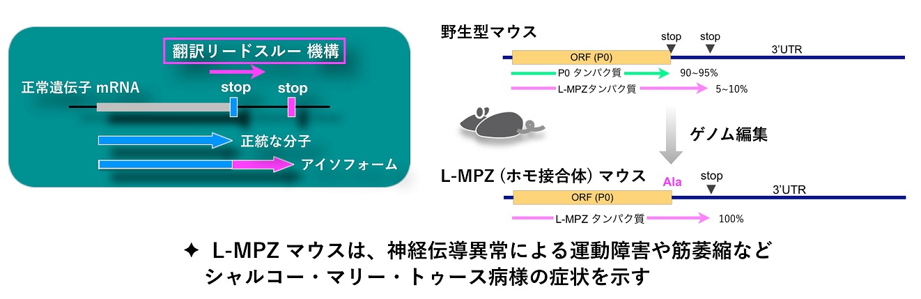 山口准教授　図.jpg