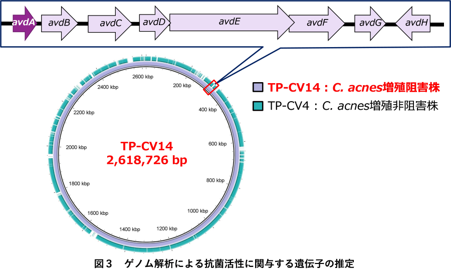 Avidumicin-3.png