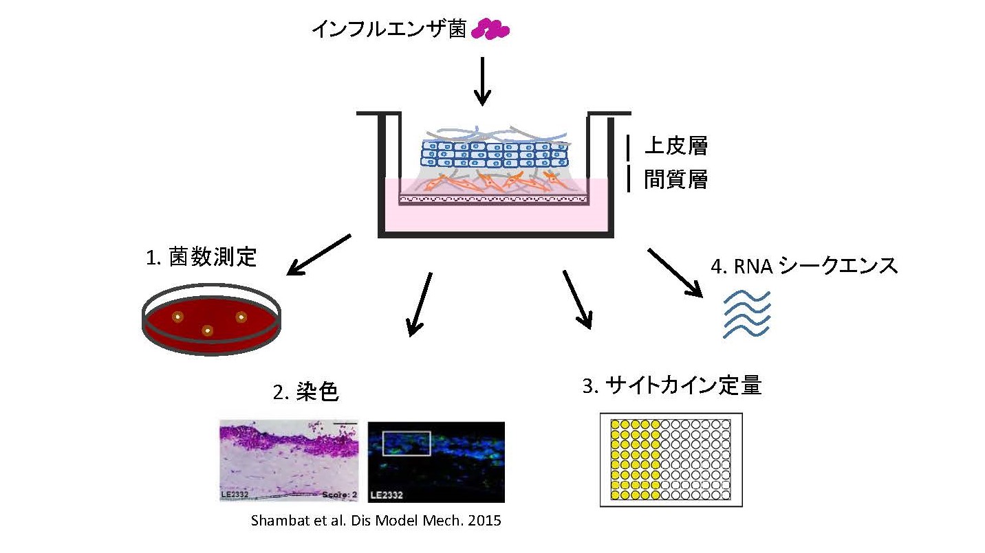 病原微生物学教室の博士課程1年生 田中愛海さんが 日本科学協会・笹川科学研究助成に採択されました