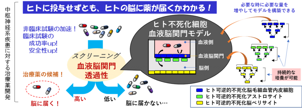 薬学部 降幡知巳教授がプレスリリース『可逆的不死化細胞によるヒト血液脳関門モデルの開発に成功』