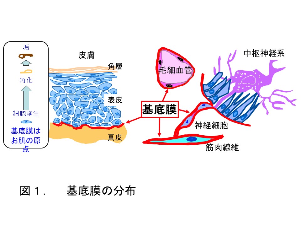 研究活動研究者が語る 東薬の先端研究創薬・再生医療を目指した細胞接着分子の機能解明と応用