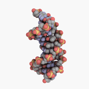 revised_DNA.gif
