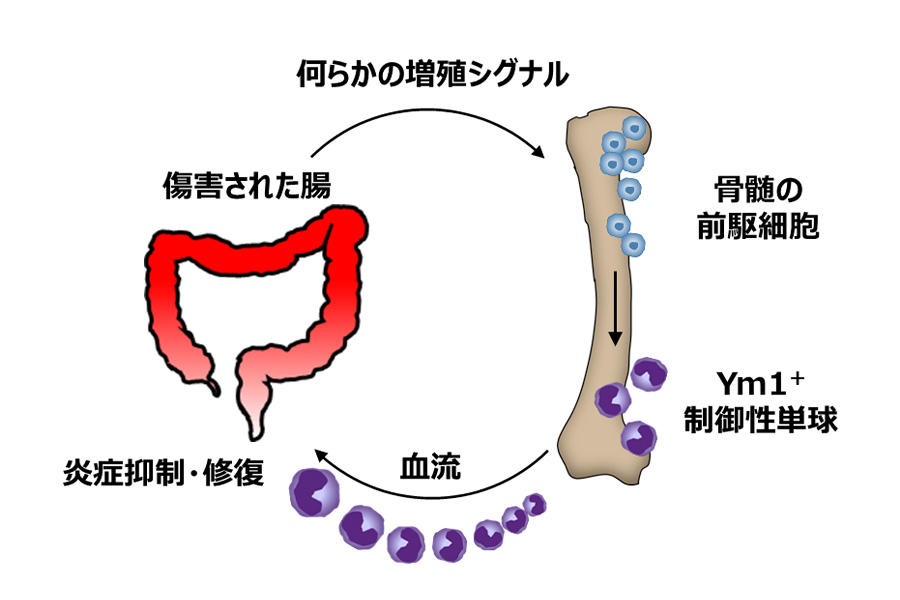 tanakam5.jpg